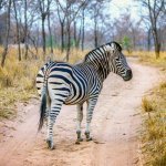 Wilde zebra in het Krugerpark
