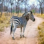 Wilde zebra in het Krugerpark
