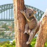 Sydney en koala