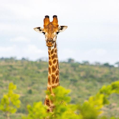 Giraf in het Hluhluwe Nationaal Park