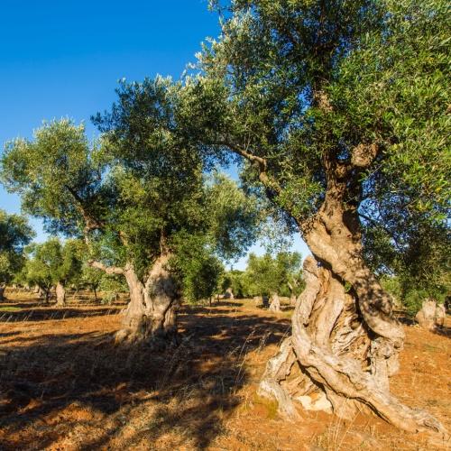 Uitgestrekte olijfgaarden in Puglia