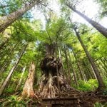 Regenwoud, Pacific Rim National Park