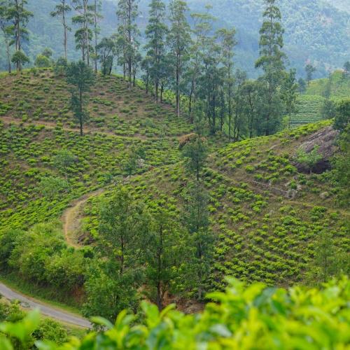 Matale, theeplantage
