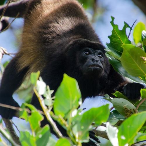Brulapen op eiland Ometepe