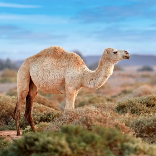 Shaumari Wildlife Reserve, dromedaris