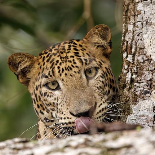 Sri Lanka, Luipaard