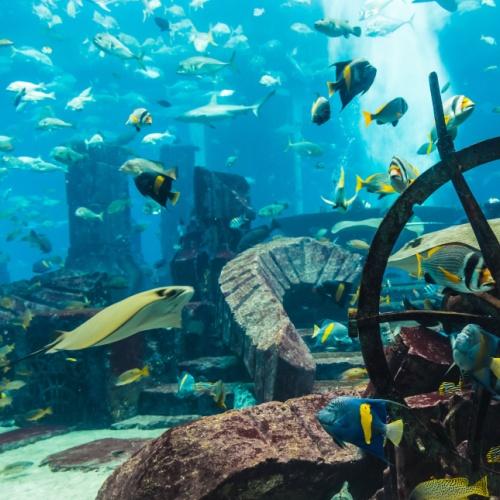 Dubai Aquarium