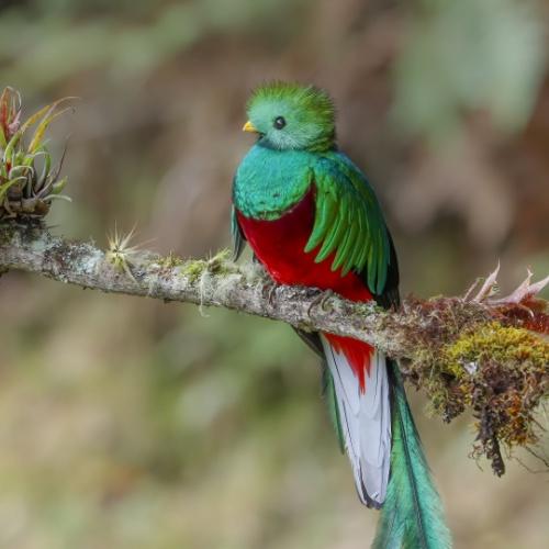 De fotogenieke quetzal