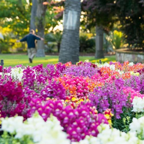 Botanische tuinen Brisbane