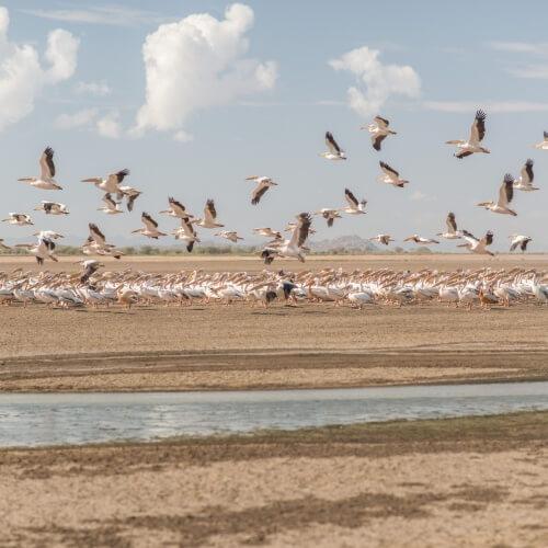 Eyasi- meer, flamingo's