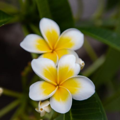 Frangipani