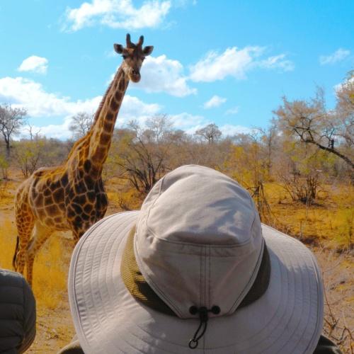 Giraffe, Kruger Nationaal Park (White River)