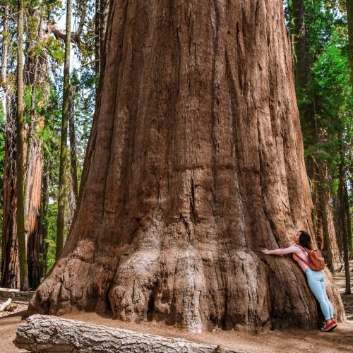 Sequoia - Mammoetboom