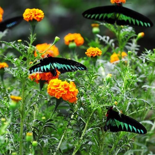 Vlinders, Cameron Highlands
