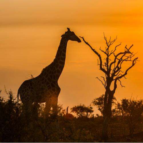 Giraffe in Addo Nationaal Park