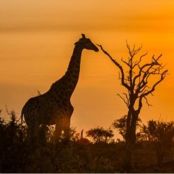 Addo - Addo ochtendsafari