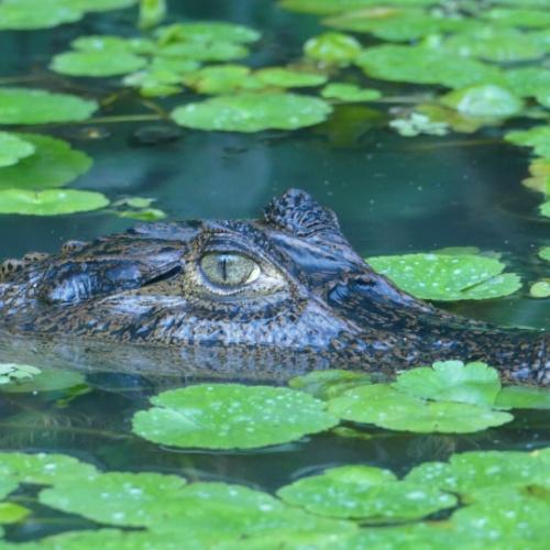 Alligator, Tortuguero Nationaal Park 