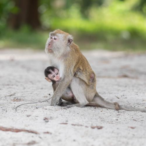 Monkey Beach