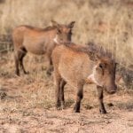 Addo Nationaal Park