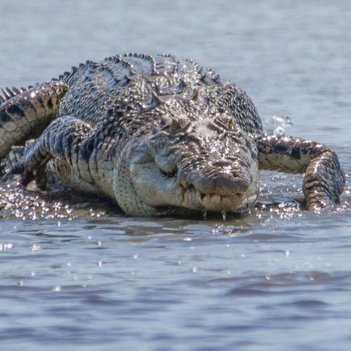 Zoutwater krokodil in Darwin