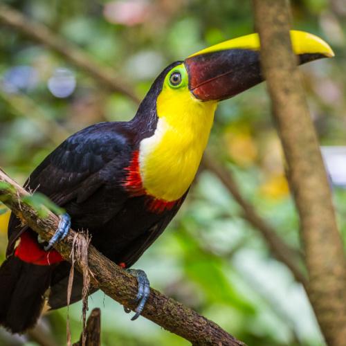 Manuel Antonio