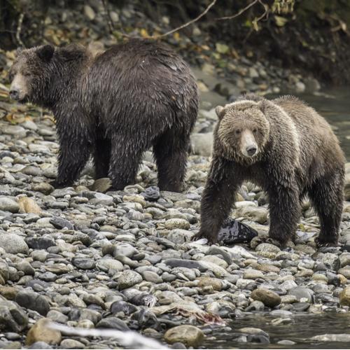 Bruine Beren, Campbell River