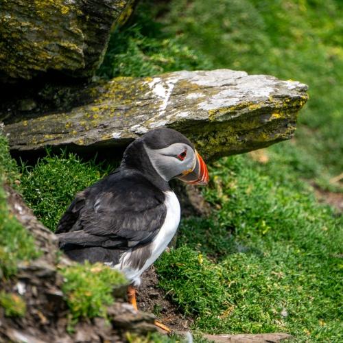 Ring of Kerry, papegaaiduiker