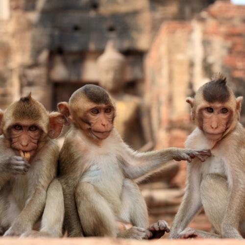 Aapjes in Lopburi