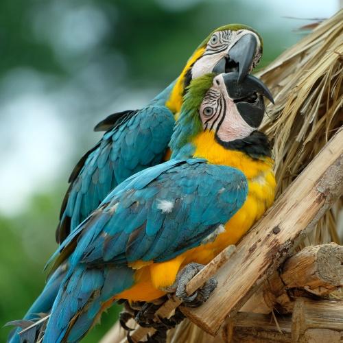 Wilde papegaaien in Tambopata