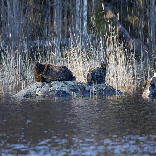 Saimaa-ringelrob