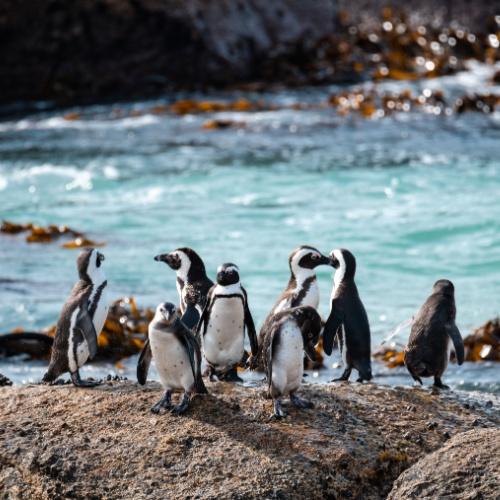 Pinguïns op Boulders Beach, Kaapstad