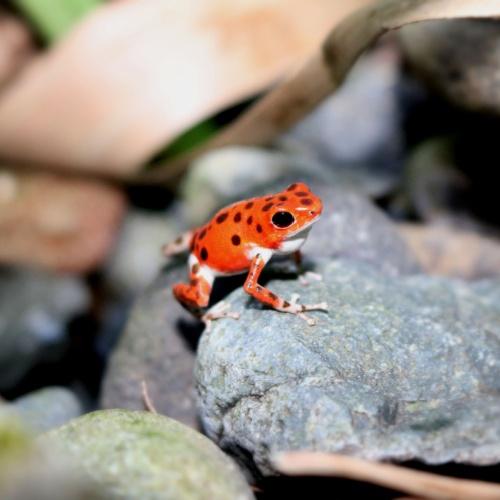 Rode pijlgifkikkers bij Red Frog Beach