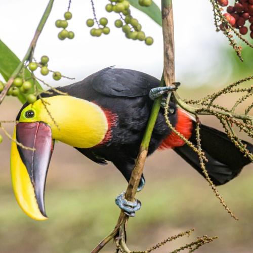 Toekan, Tortuguero Nationaal Park 
