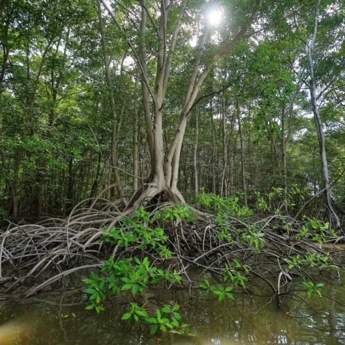 Mangrovebos Jiquilisco