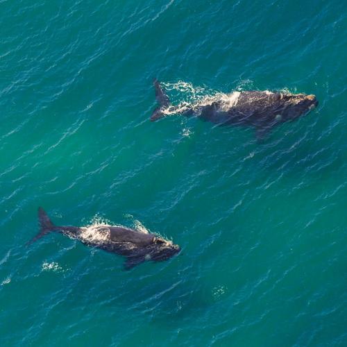 Bultrugwalvis voor de kust van Zuid-Afrika