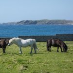 Shetland eilanden
