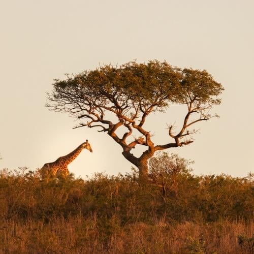 Giraffe, Hluhluwe-iMfolozi Park