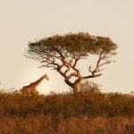 Giraffe, Hluhluwe-iMfolozi Park