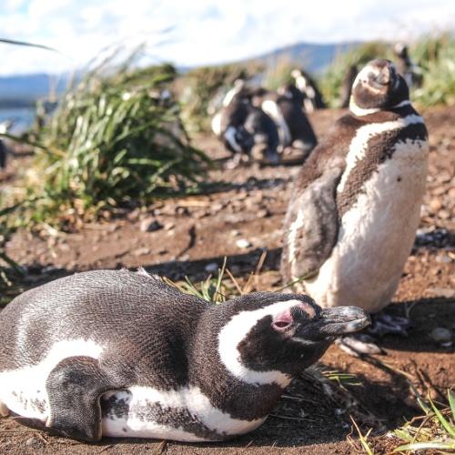 Isla Martillo, pinguïns