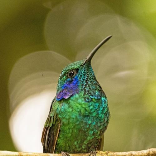 Kolibrie Monteverde