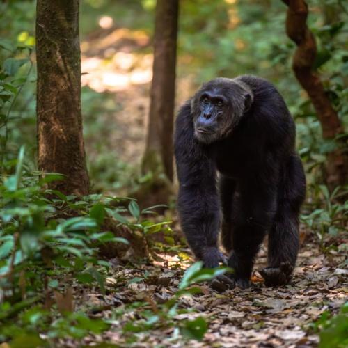 Chimpansee