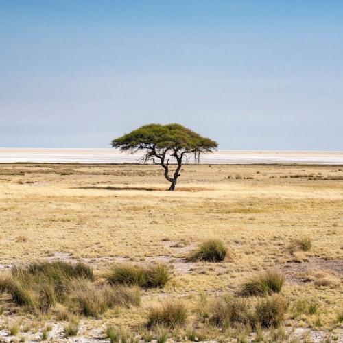 Etosha Nationaal Park
