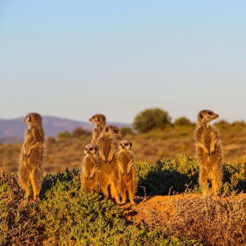 Stokstaartjes in Oudtshoorn