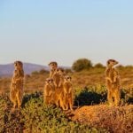 Oudtshoorn