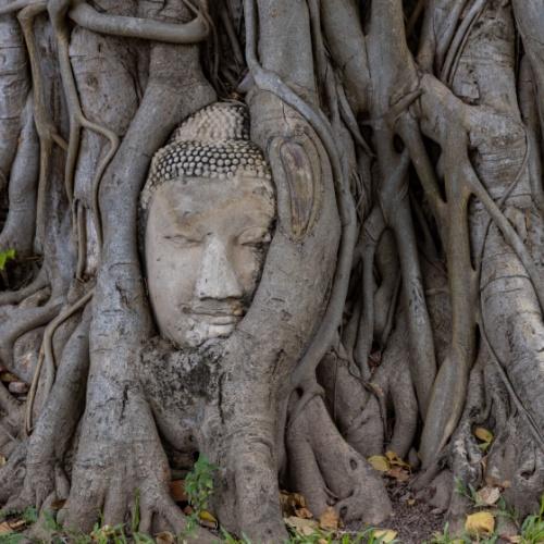 Ayutthaya, Boeddha in boom