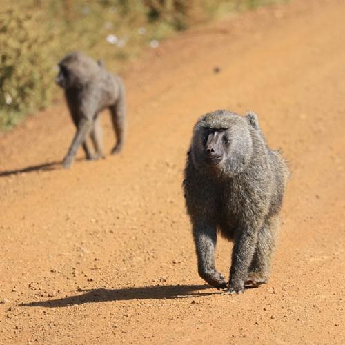 Aap in Tarangire, Tanzania