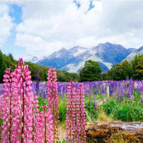 Fiordland Nationaal Park