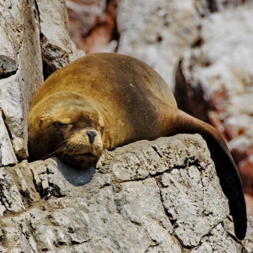 Slapende zeeleeuw in de zon op Islas Ballestas