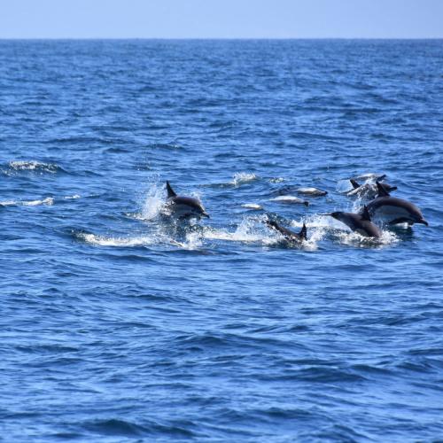 Boottocht: dolfijnen spotten