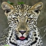 Luipaard in Kruger Nationaal Park (Phalaborwa)